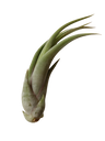 Tillandsia Paucifolia Planta Interior Clavel Del Aire
