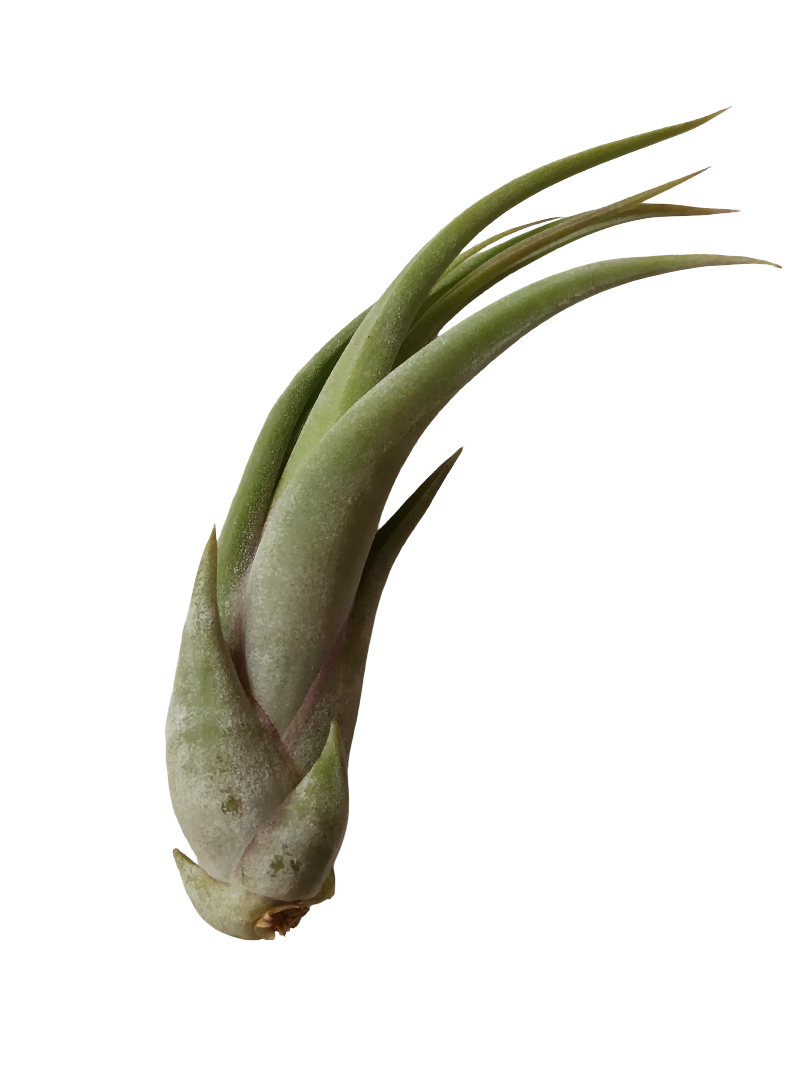 Tillandsia Paucifolia Planta Interior Clavel Del Aire