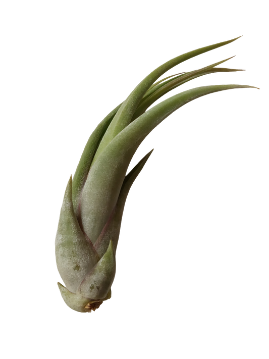 Tillandsia Paucifolia Planta Interior Clavel Del Aire