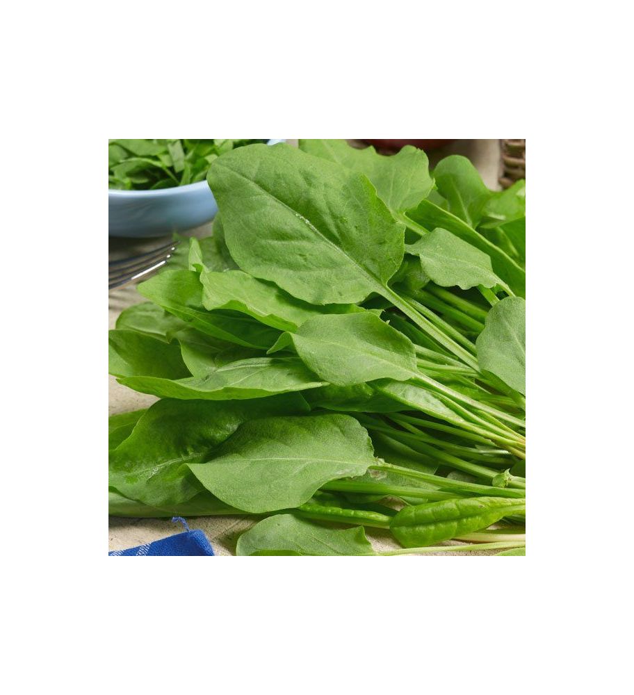 Plantón Espinacas (10 Unidades)_0