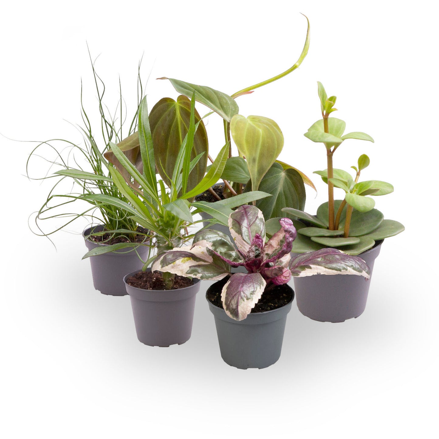 Pack 5 Plantas Baby M6 Variadas_2