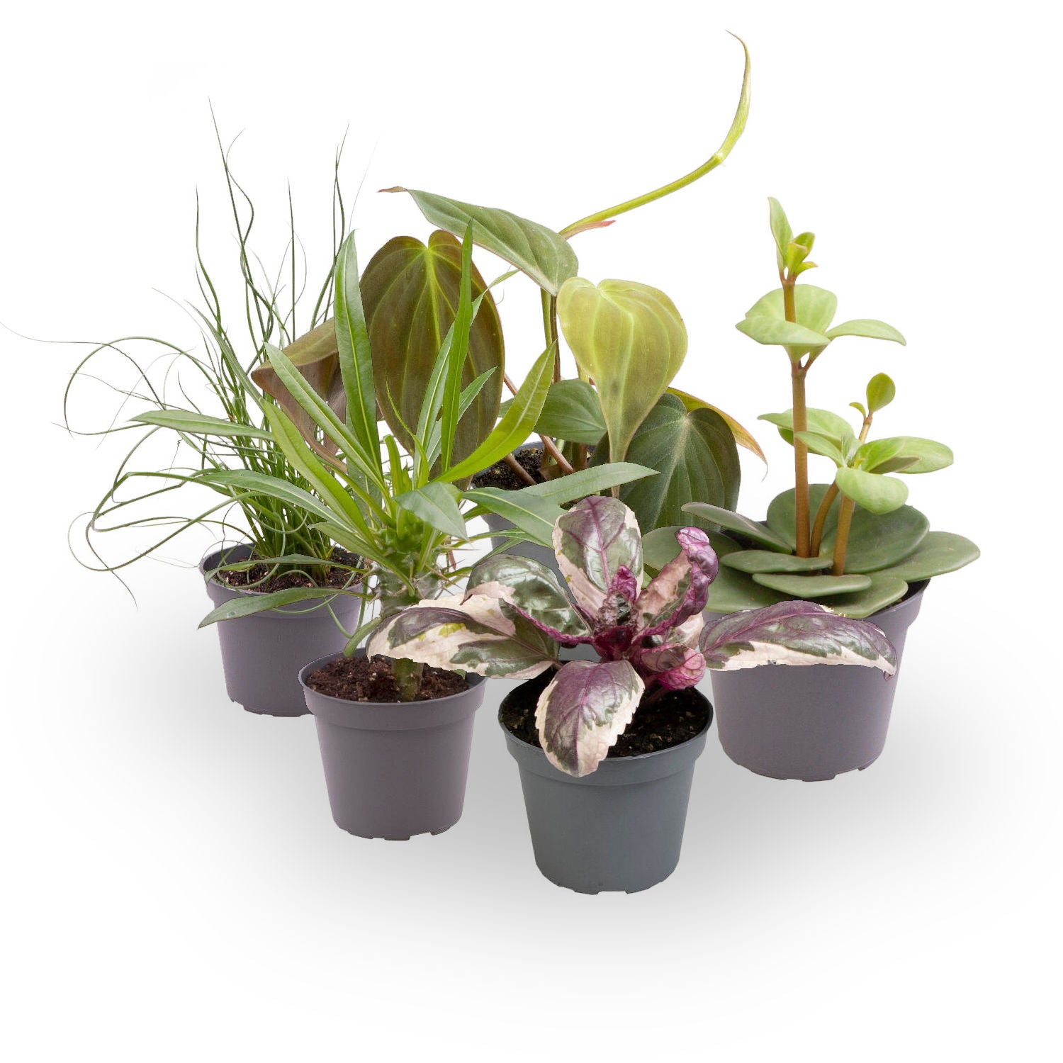 Pack 5 Plantas Baby M6 Variadas_2