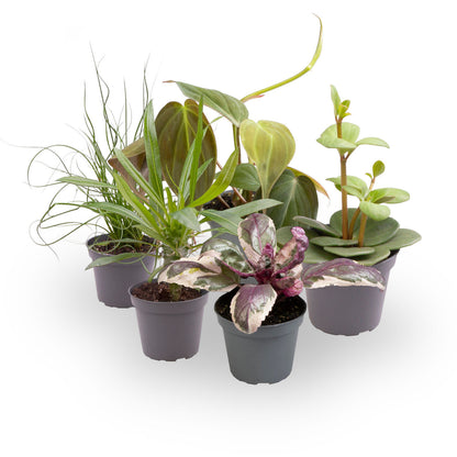 Pack 5 Plantas Baby M6 Variadas_2