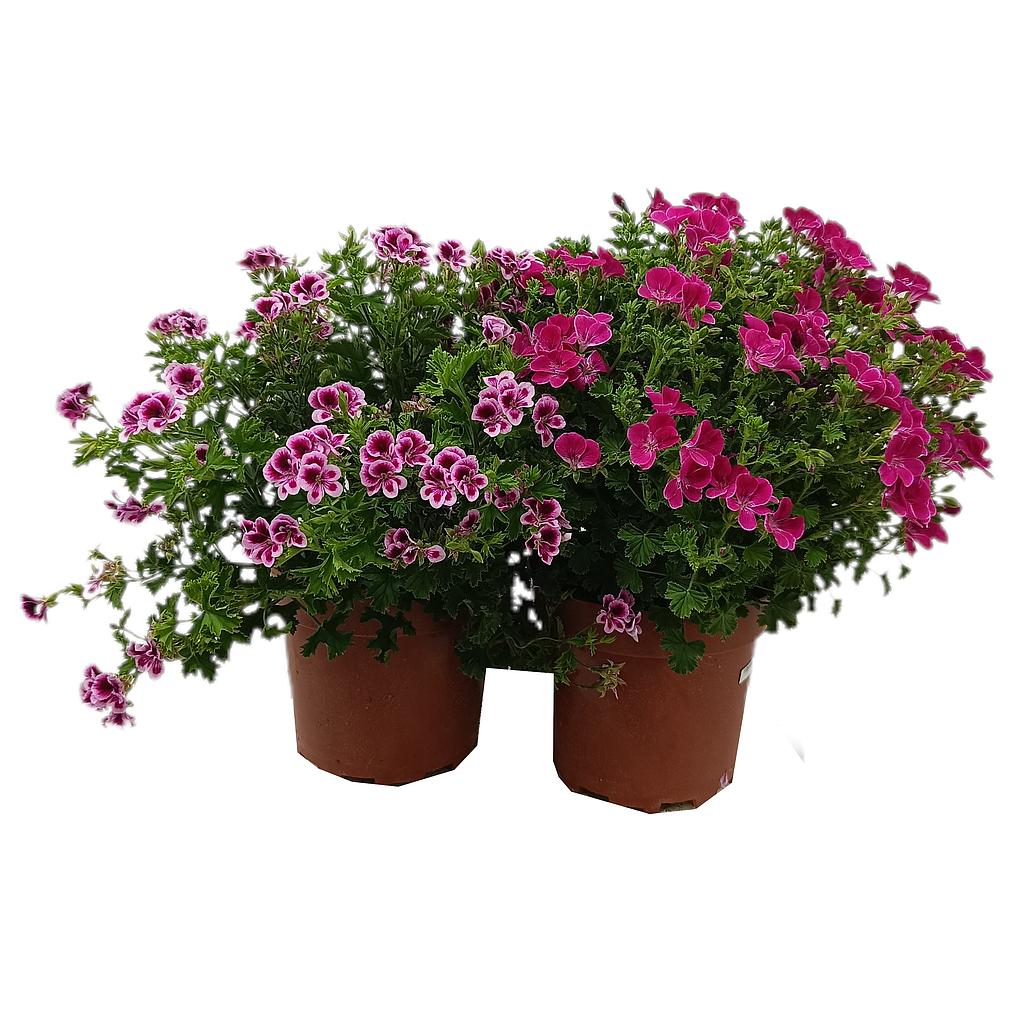 Pelargonium Crispum M17_0