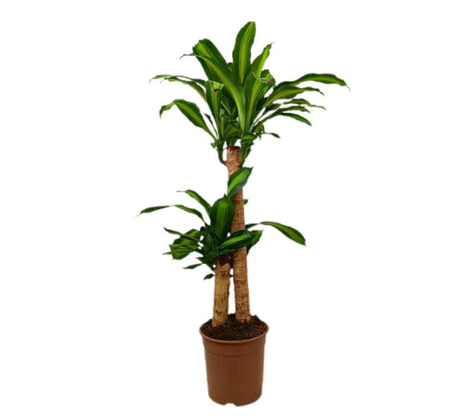 Dracena Masageana 60-30 M20 80-90cm
