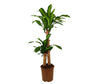 Dracena Masageana 60-30 M20 80-90cm