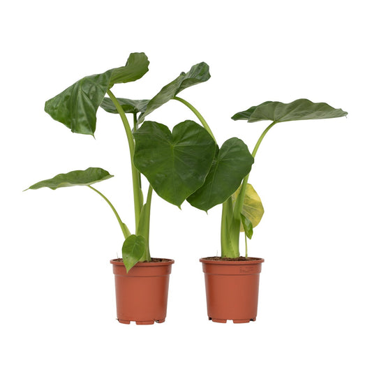 Taro Gigante - 2 Pzs - Alocasia 'macrorrhizos' - Altura 60-70cm - ⌀17cm_0