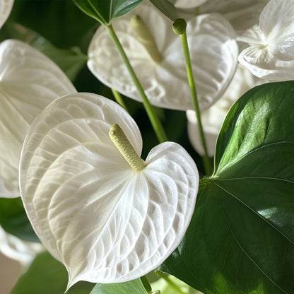 Anturio - Anthurium 'alpine White' - Altura 40-55cm - Ø14cm