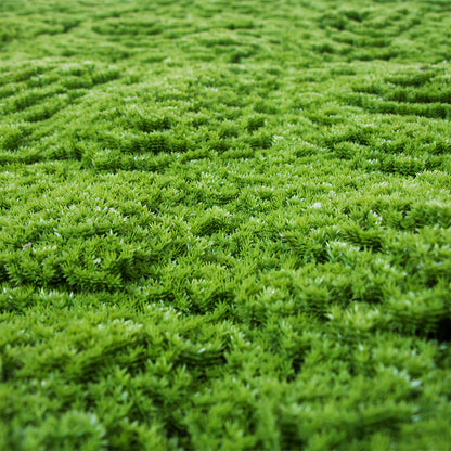 Rollo Jardín Vertical Moss - Decoración Natural Para Tu Hogar 1x1 M / Multicolor_1