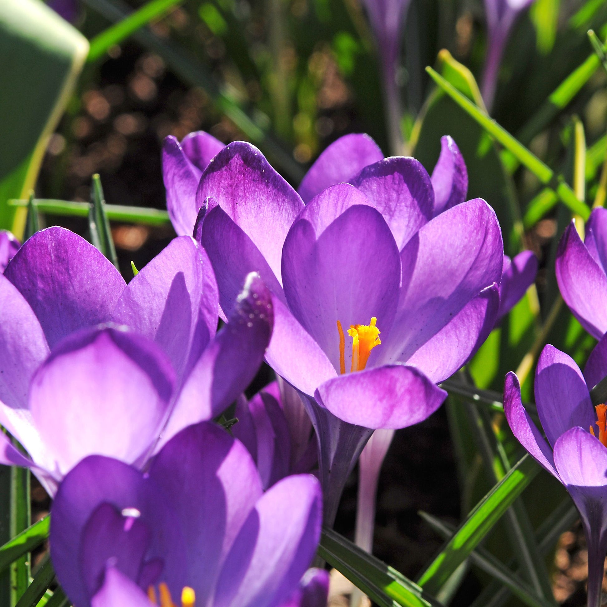 Caja Jardín Sombrío - 50 Bulbos Para Sombra & Semisombra