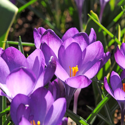 Caja Jardín Sombrío - 50 Bulbos Para Sombra & Semisombra