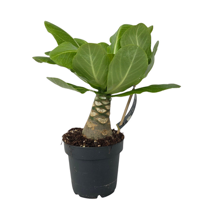 Palmera Hawaiana - Brighamia Insignis - Altura 25-35cm - ⌀12cm_0
