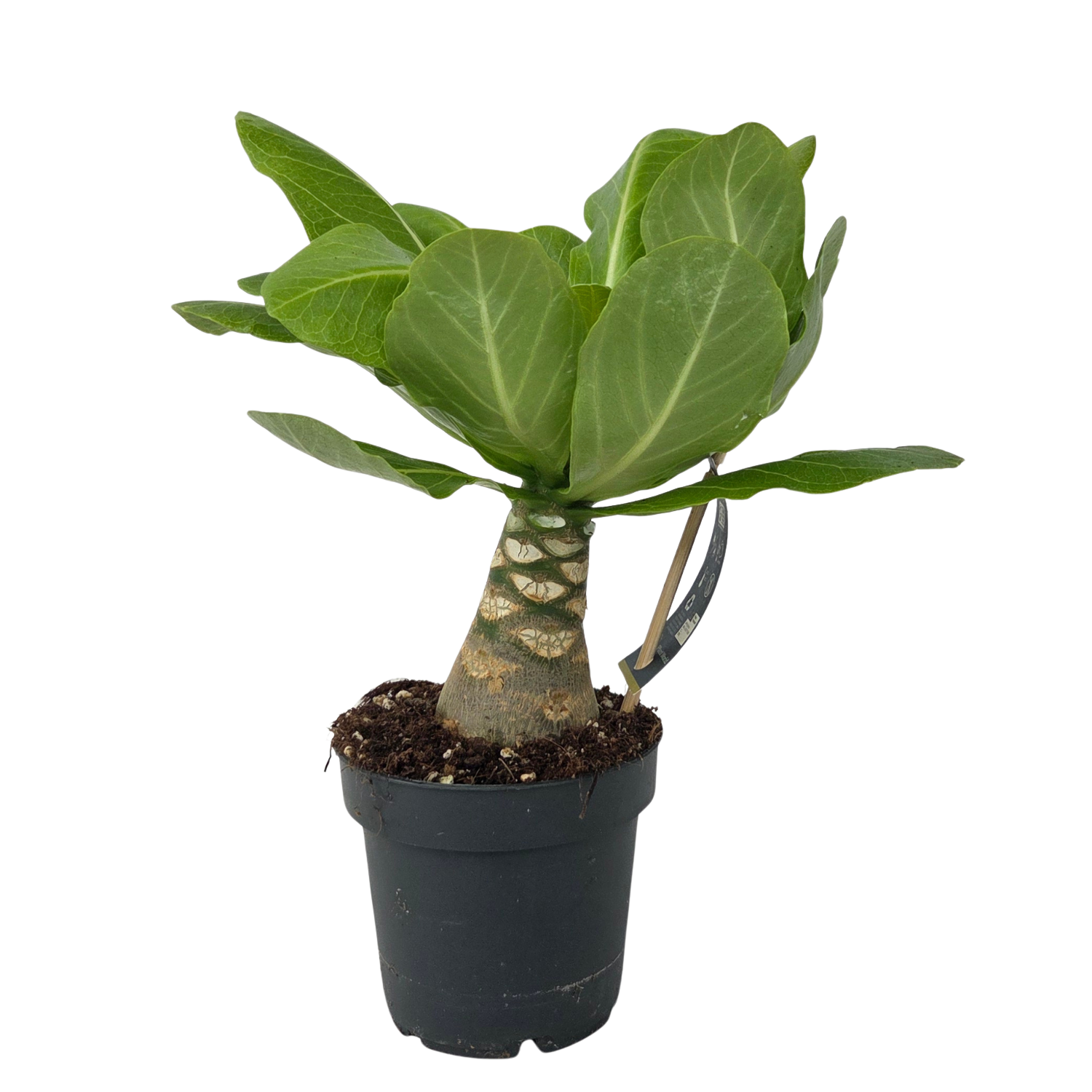 Palmera Hawaiana - Brighamia Insignis - Altura 25-35cm - ⌀12cm
