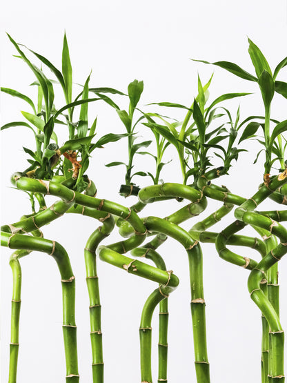 Bamboo Lucky Espiral | Altura 60cm