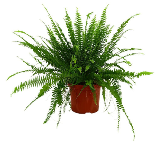 Helecho Green Lady M24 60cm_0
