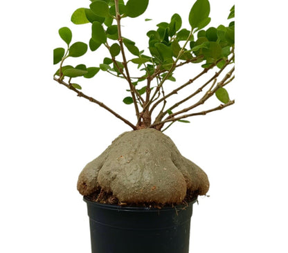 Hydnophytum Papuanum M21 (planta Hormiguero O Planta Laberinto)_2