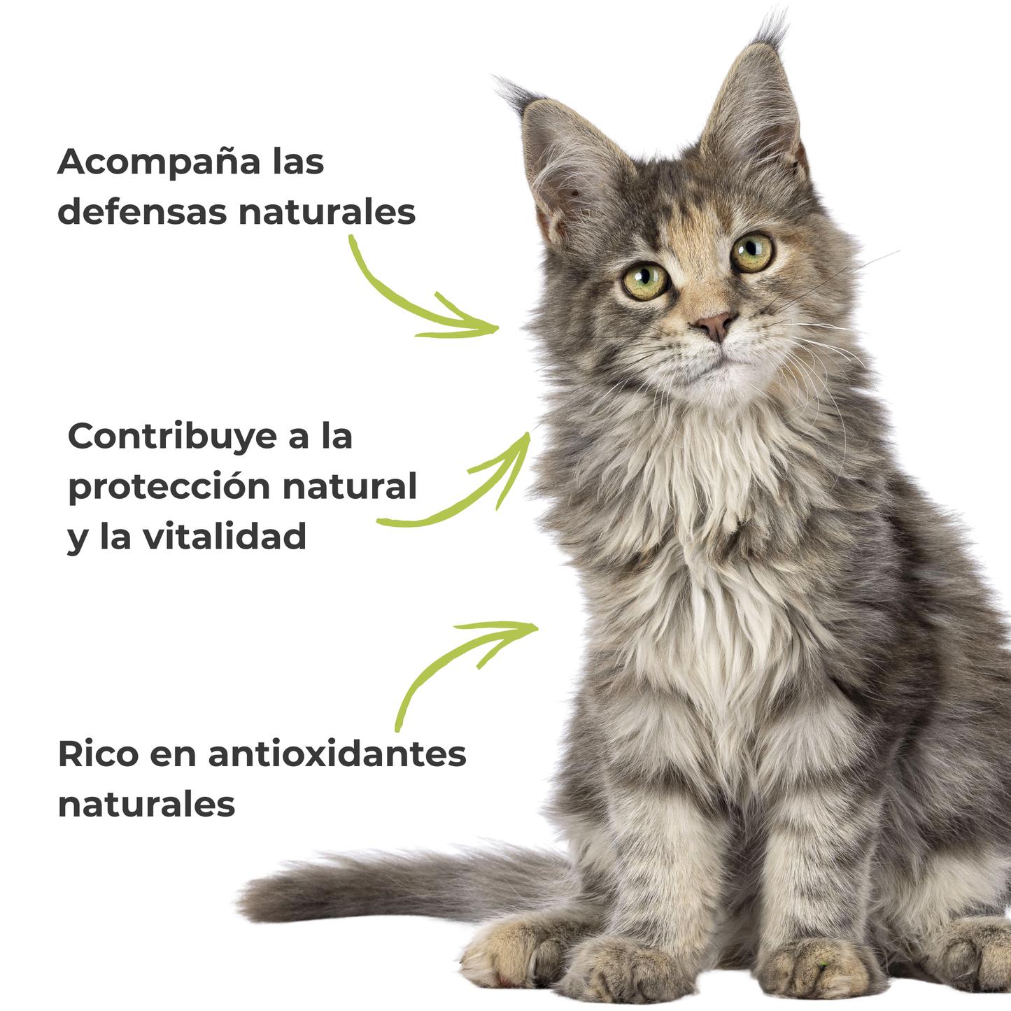 Propóleo ECO para perros y gatos – Defensas naturales – 100 g_3