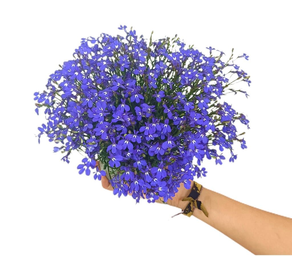 Lobelia M14_0