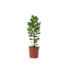 Copey Rosado - Clusia Rosea 'princess' - Altura 50-60cm - ⌀17cm