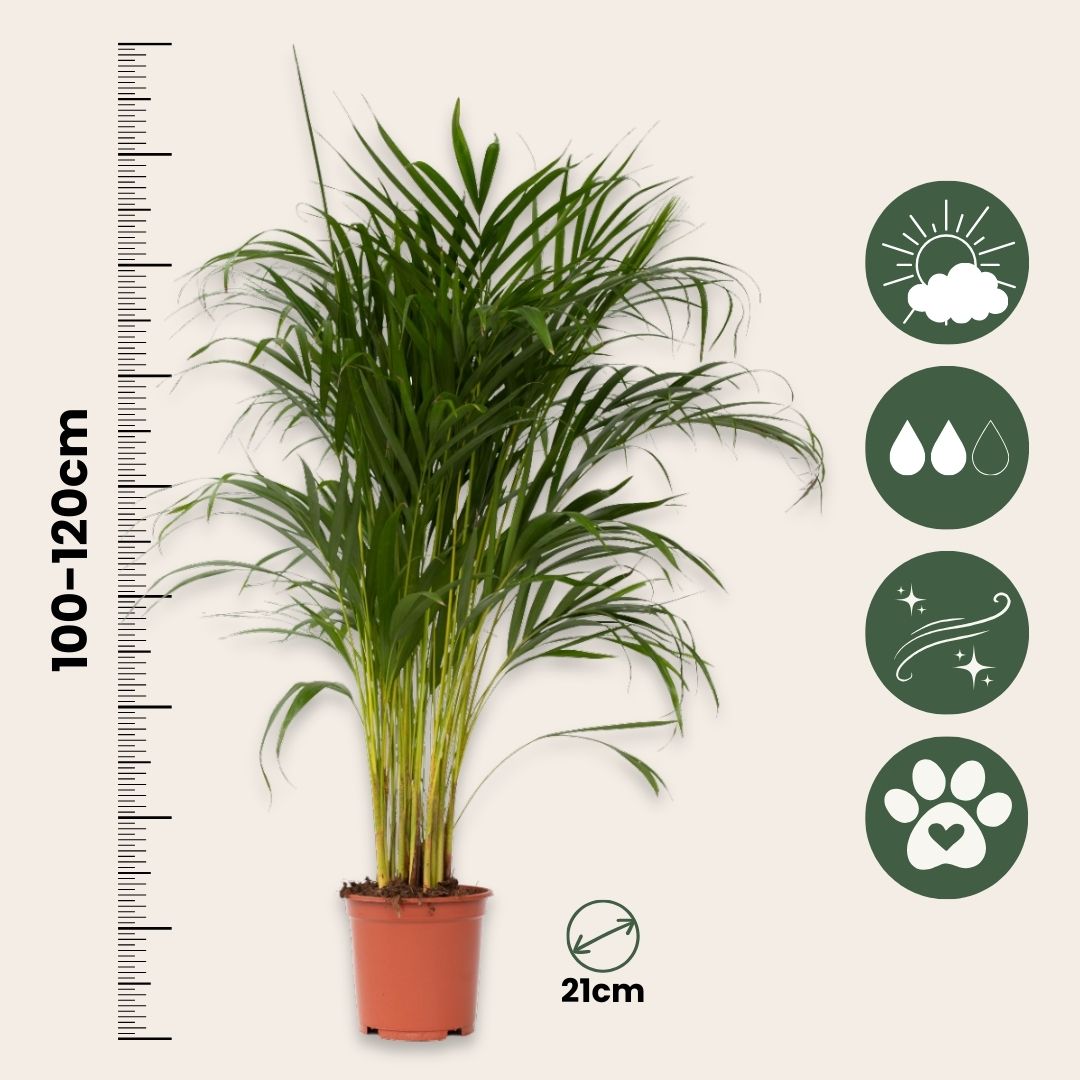 Palma Areca - 2 Pzs - Dypsis Lutescens - Altura 100-120cm - ⌀21cm_2