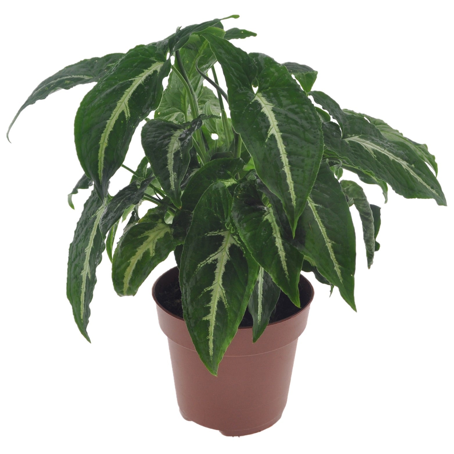 Singonio Verde Oscuro - Syngonium 'wendlandii' - Altura 20-30cm - ⌀12cm_0