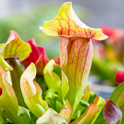 Plantas Carnívoras 6 Sarracenia_4