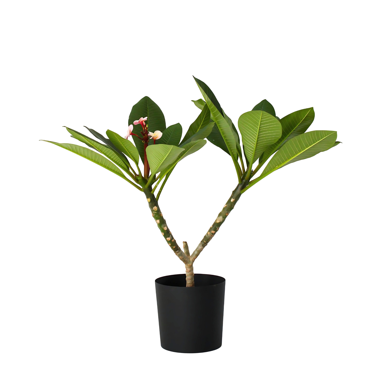 Frangipani - Plumeria Rubra 'rosa' - Altura 55-70cm - ⌀17cm_0