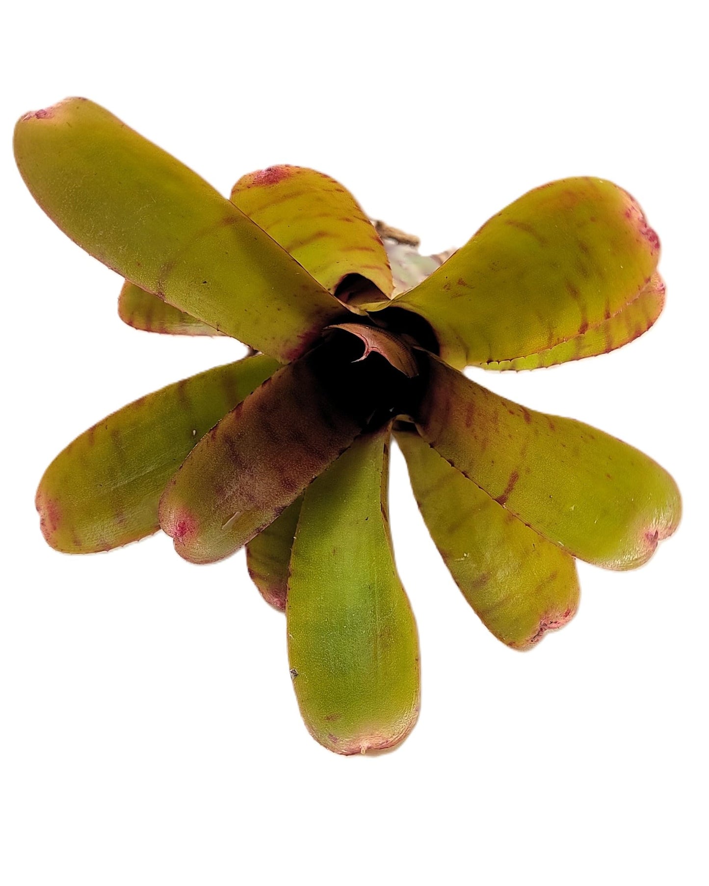 Neoregelia 'Thera'; bromelia verde colorida; Curiosarium; altura 10 cm, diámetro 12 cm, sin sustrato_2