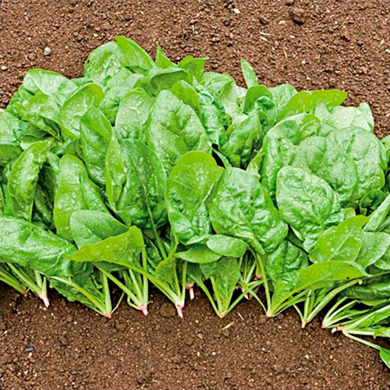 Semillas Espinaca Butterflay Ecológicas Biodinámicas Demeter_0