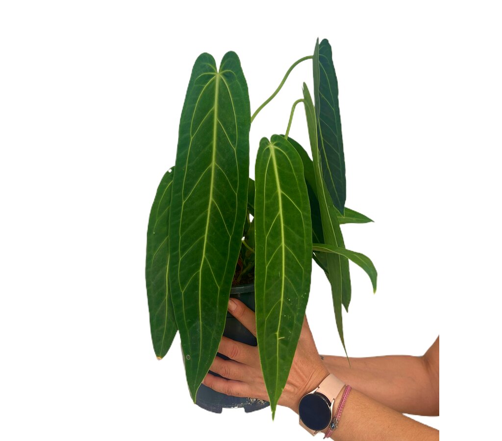 Anthurium Warocqueanum M19_0