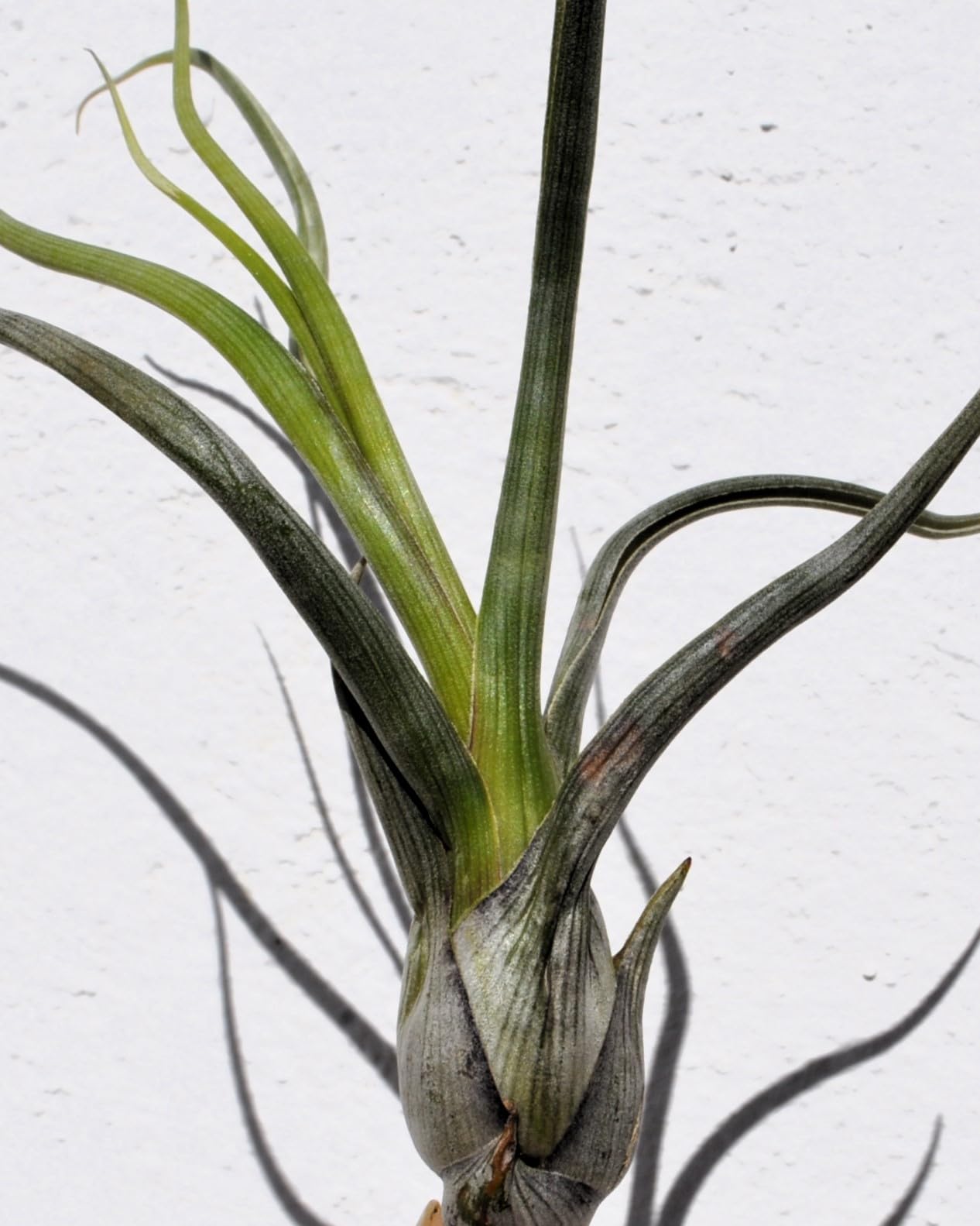 Tillandsia pseudobaileyi [M]; planta del aire, fácil cultivo; Curiosarium; altura 20-30 cm, diámetro 10-20 cm_1