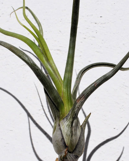 Tillandsia pseudobaileyi [M]; planta del aire, fácil cultivo; Curiosarium; altura 20-30 cm, diámetro 10-20 cm_1
