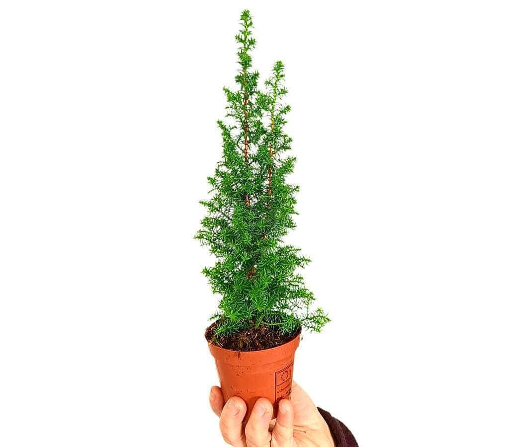 Chamaenciparis Top Point M9