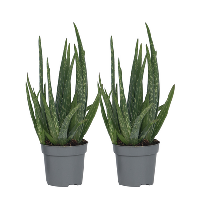 Aloe Vera - 2 Pzs - Aloe Barbadensis - Altura 25-40cm - ⌀105cm