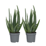 Aloe Vera - 2 Pzs - Aloe Barbadensis - Altura 25-40cm - ⌀105cm