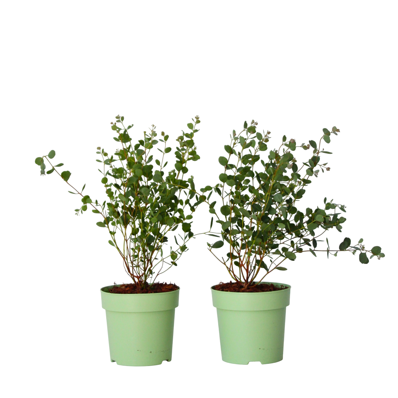 Eucalipto - 2 Pzs - Eucalyptus 'botanic Hearts' - Altura 35-45cm - ⌀15cm_0