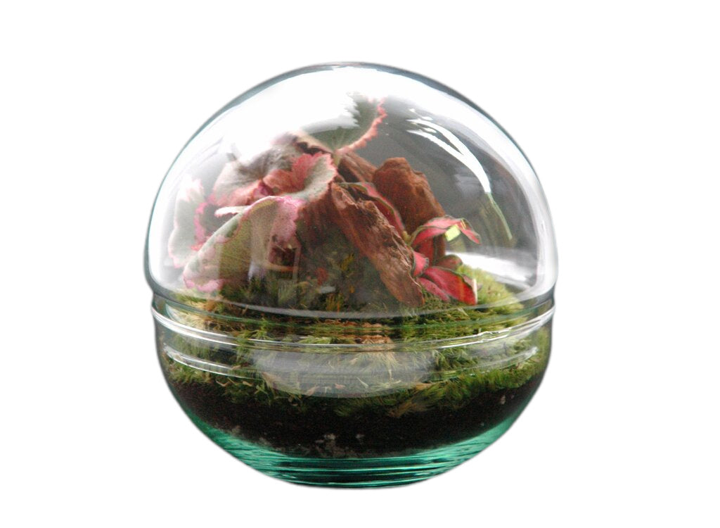 Nanogarden Terrario Ball Sax Fit 12x12 Cm_0