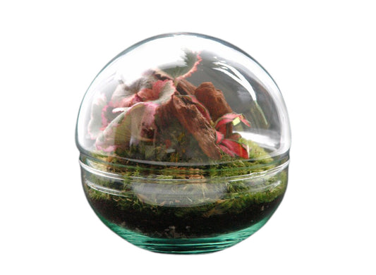 Nanogarden Terrario Ball Sax Fit 12x12 Cm_0