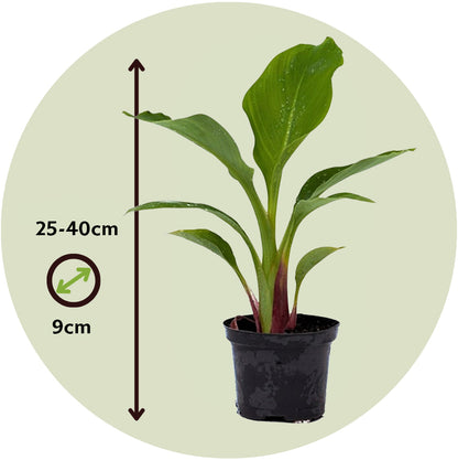 Flor De Loto Dorada - 4 Pzs - Musella Lasiocarpa - Altura 25-40cm - ⌀9cm_2