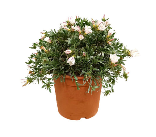 Convolvulus Cneorum M22 30cm_0
