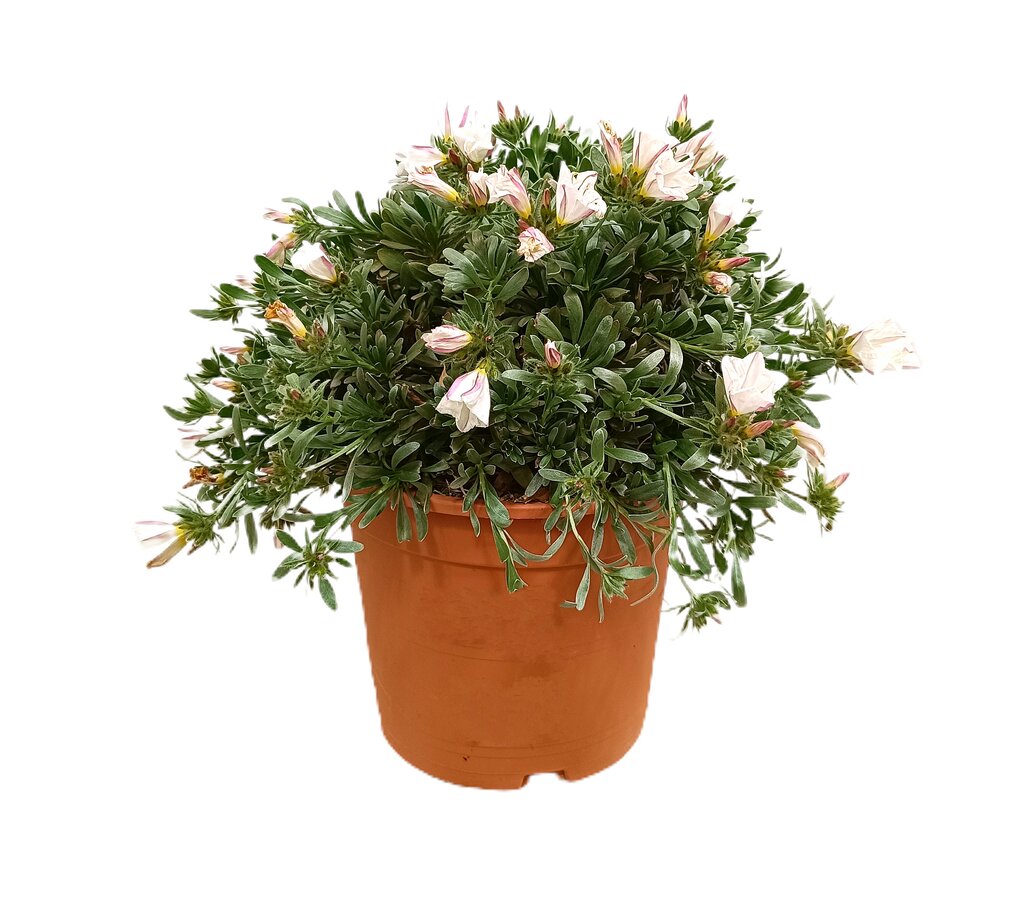 Convolvulus Cneorum M22 30cm_0