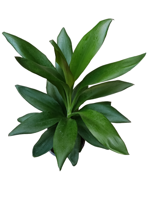Cordyline Verde Planta De Interior Ø12 - 40 Cm_0