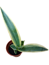 Agave Desmettiana Variegata Planta Suculenta Pequeña Ø5