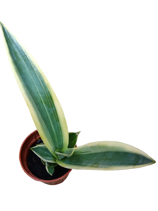 Agave Desmettiana Variegata Planta Suculenta Pequeña Ø5_0