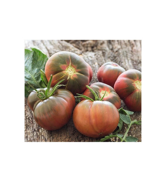 Plantón Tomate Negro De Santiago (10 Unidades)_0