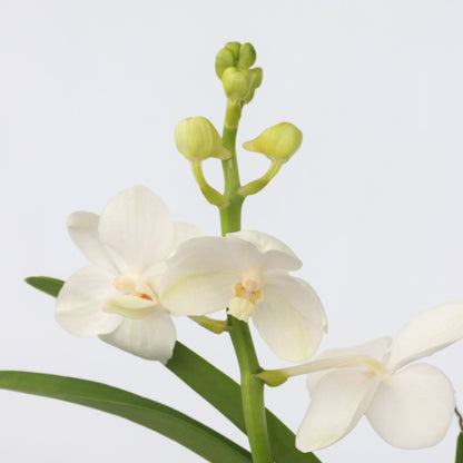 Orquídea Vanda - Vanda 'white' - Altura 40-50cm - ⌀14cm