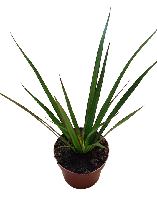 Dracaena Marginata Bicolor Verde Planta De Interior Purificante Ø12_0