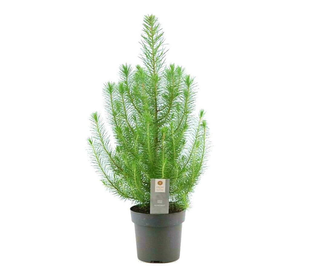 Pinus Pinea Plata Crest M17 50cm