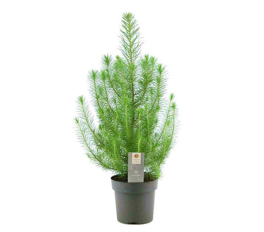 Pinus Pinea Plata Crest M17 50cm