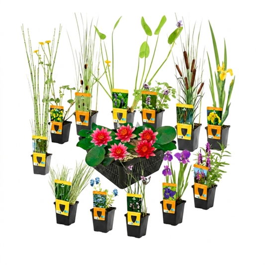 Set Sorpresa Plantas Estanque - 12 Plantas Incl. Nenúfar Rojo_0